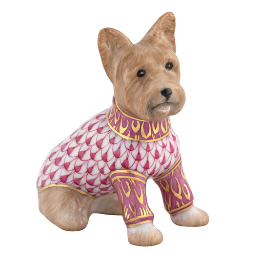 Yorkshire Terrier - Raspberry