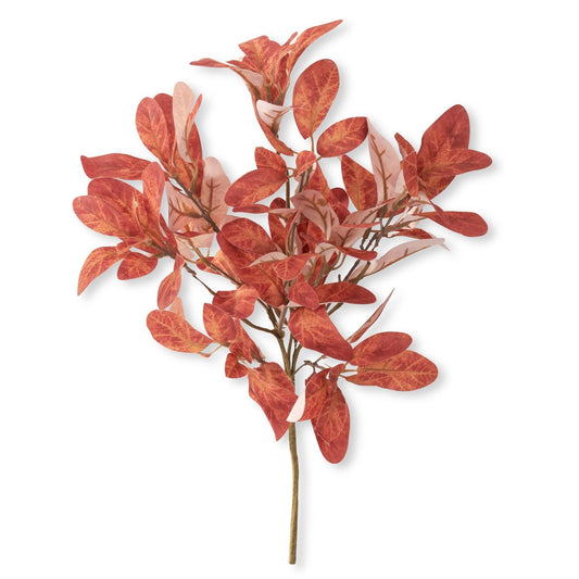 Orange Laurel Bush 18.5"