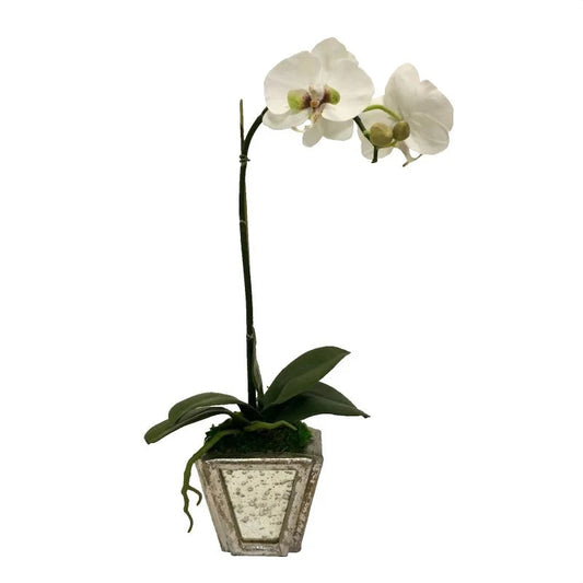 Artificial White & Green Orchid in Small Antique Mirror Container