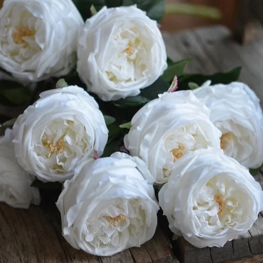 English Austin Cabbage Rose Stem - Pure White - 17"