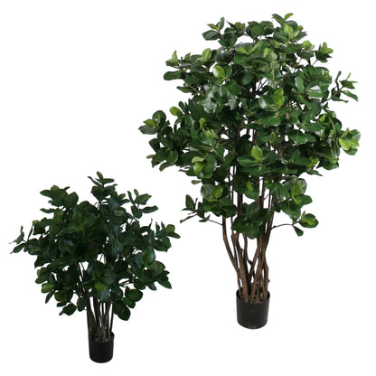 Potted Golden Laurel Tree 5'