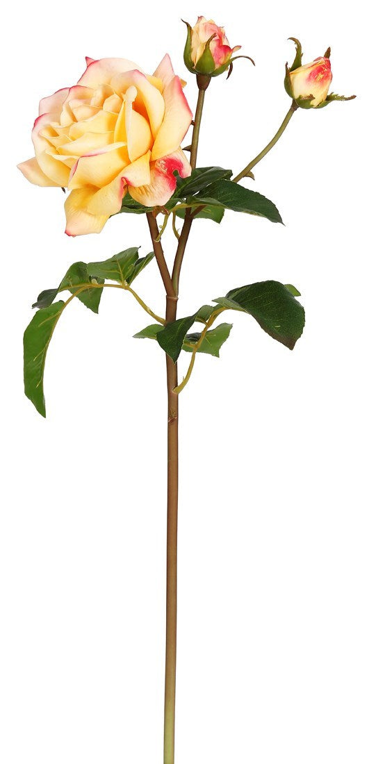 WWF English Rose Sweet Juliet Stem - Coral 22"