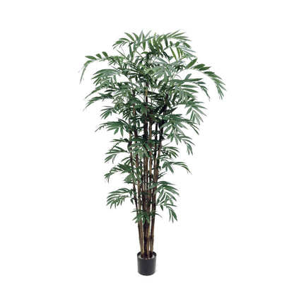 Potted New Bamboo Palm 7.5'