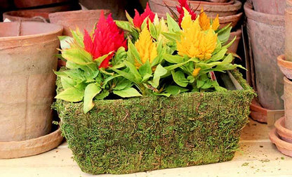 Chino Deco Moss Basket - Medium
