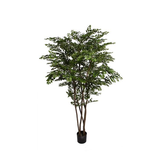 Potted Golden Chain Tree 6'