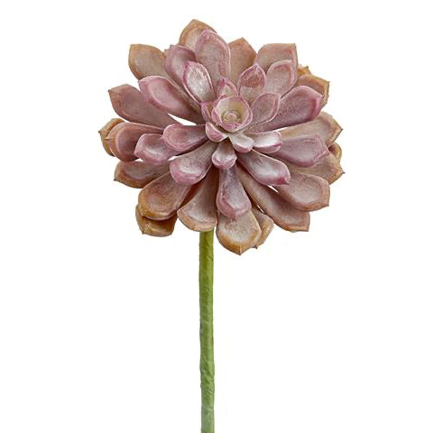 ASF Real Touch Baby Aeonium - Two Tone Coral 6"