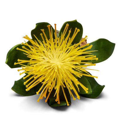 Pincushion Protea Napkin Ring - Yellow