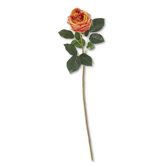 Orange Austin Rose Stem - 24"