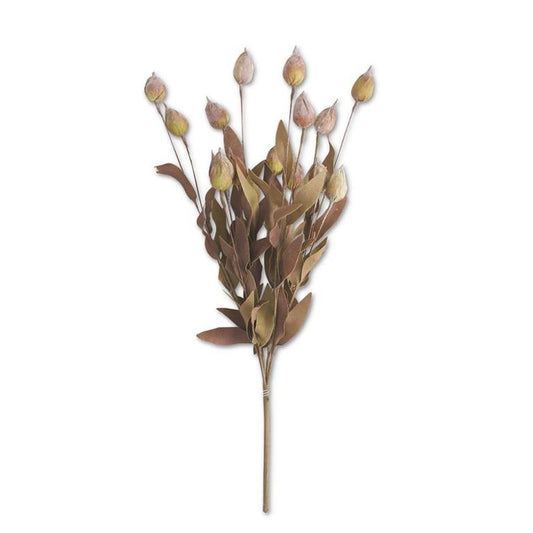KKI Burgundy and Green Sleepy Silene Eva Bush 24"