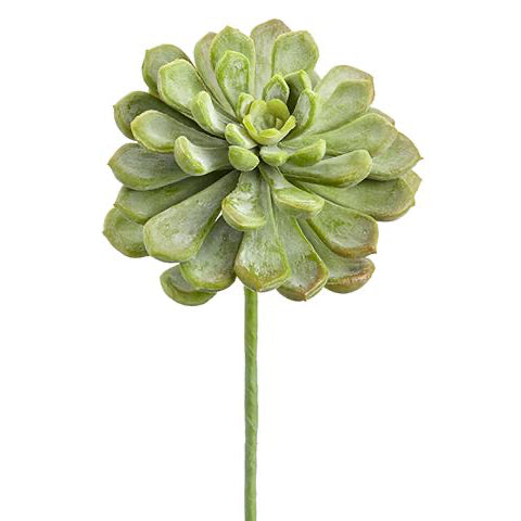 ASF Real Touch Baby Aeonium - Frosted Green 6"