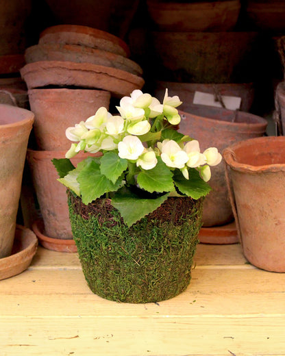SPM Vinyard Deco Moss Basket - Large 6.5"