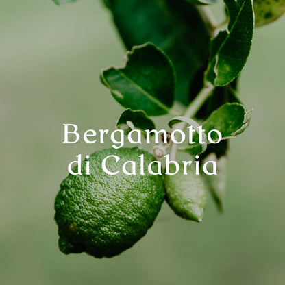 Bergamotto di Calabria Ivory - Premium Reed Diffuser 3.4oz