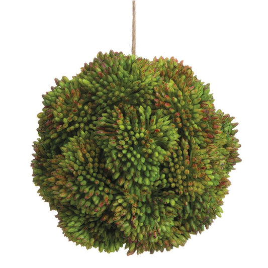 Sedum Orb - Green 4"