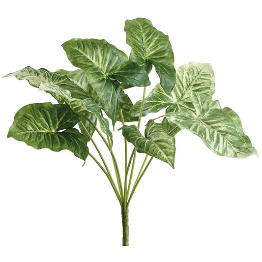 Nephthytis Bush - Green Two Tone 12"