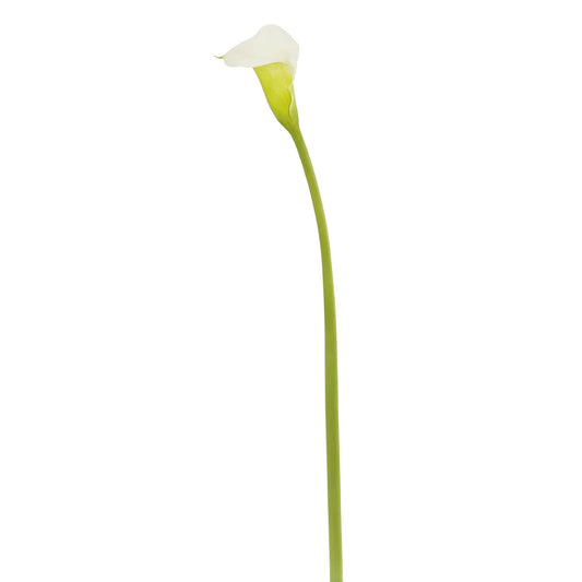 WWF Calla Lily - Light Green 30"