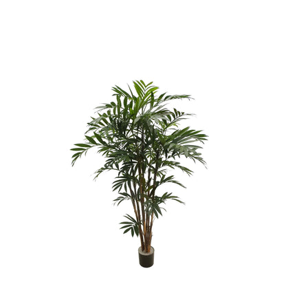 Potted New Bamboo Palm 5.5'
