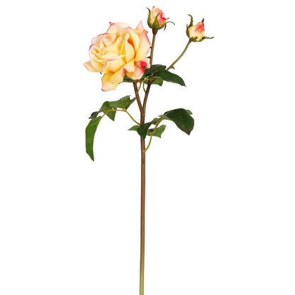 WWF English Rose Sweet Juliet Stem - Coral 22"
