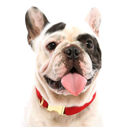 Cranberry Velvet Pet Collar -