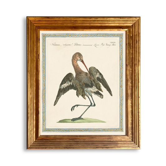 RPT Ornitholgia Prints-Pantana Volgarm Pittim