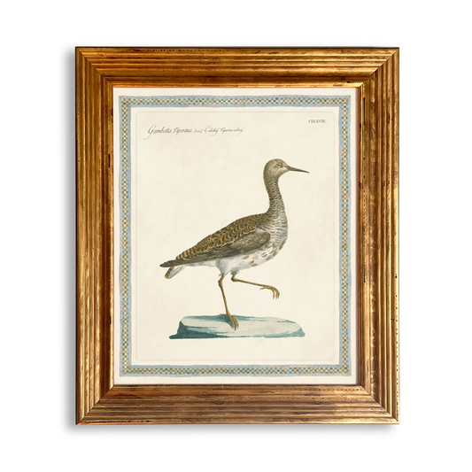 RPT Ornitholgia Prints-Gambetta Viperina