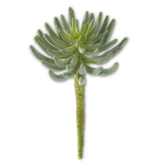 Senecio Succulent Pick - 12"