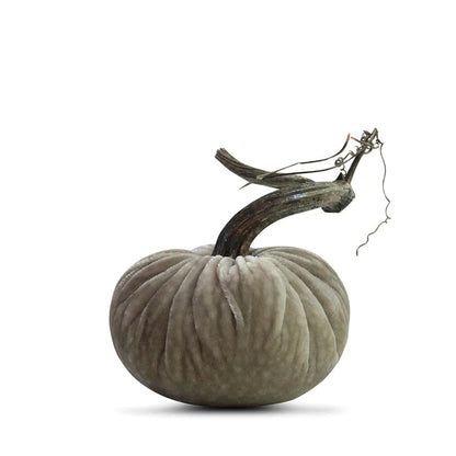 PPK Velvet Pumpkin - Putty -