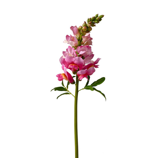 WWF Snapdragon Stem - Orchid Pink 23"
