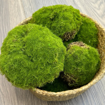 AIS Large Lifelike Assorted Moss Ball - Assorted