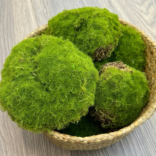 AIS Large Lifelike Assorted Moss Ball - Assorted
