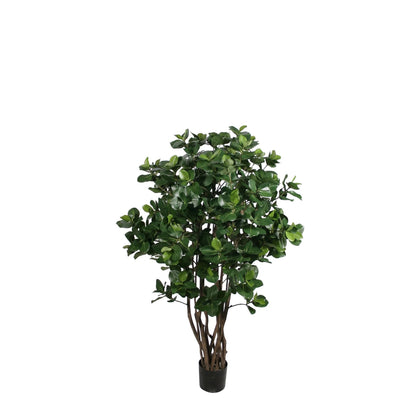 Potted Golden Laurel Tree 5'